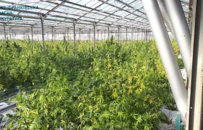 На Прикарпатті засуджено злочинців, які організували масштабну наркоплантацію канабісу на десятки мільйонів євро